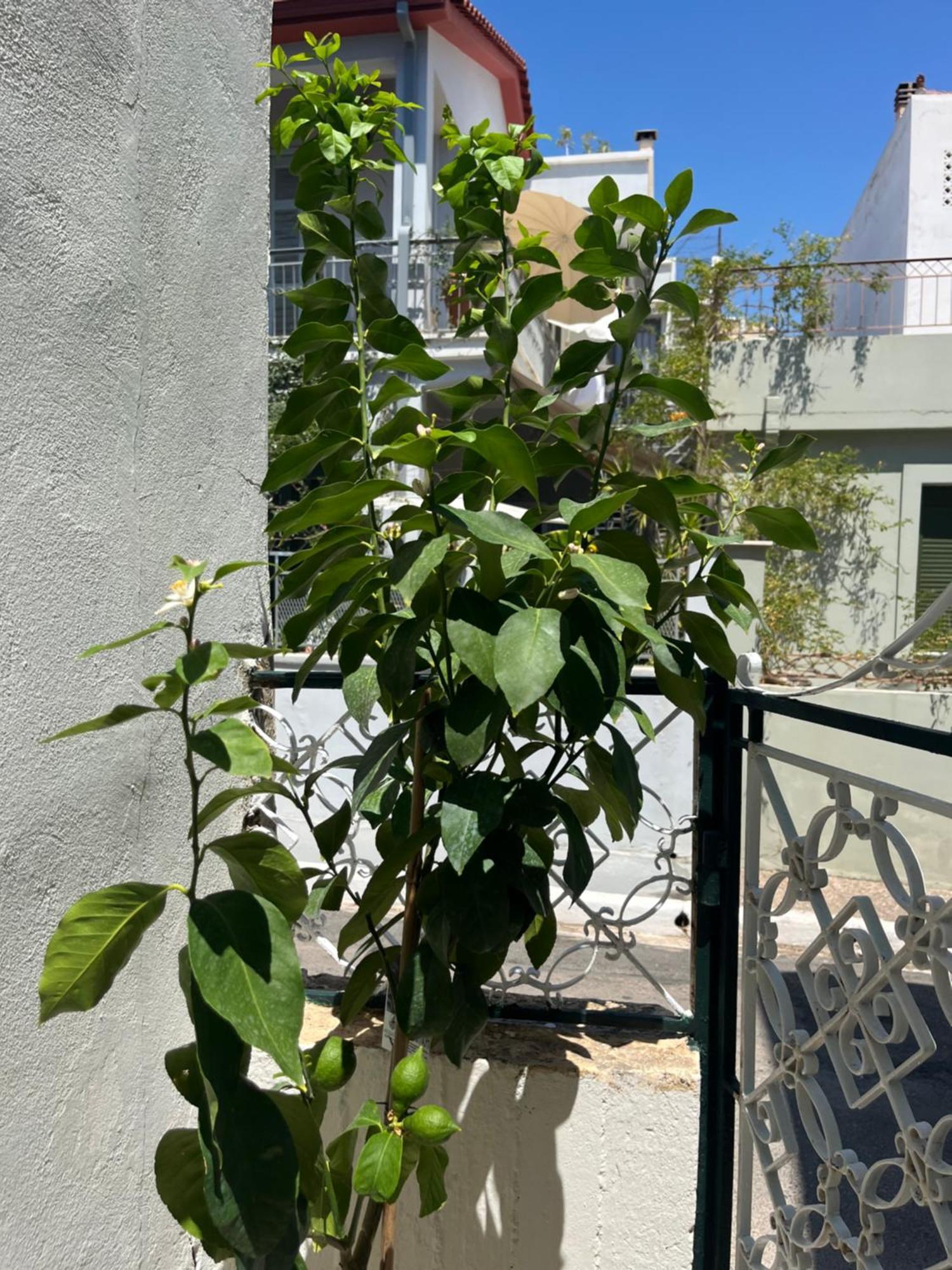Noa - Designed Garden In The Center Kalamata